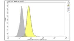 APP Mouse anti-Mouse, Human, Clone: 2B3, MilliporeSigma 25 &mu;g;Unconjugated:Antibodies,